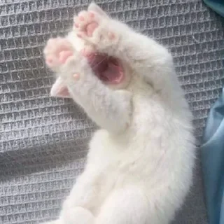 🐈