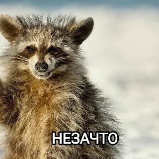 😸