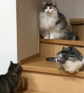 🐱