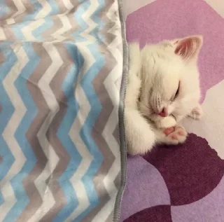 😴