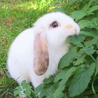 🐰