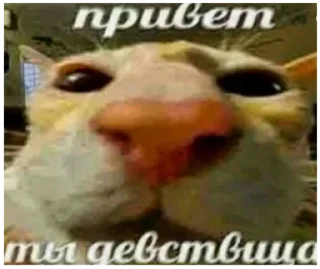 🐓