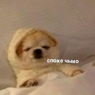 🐶