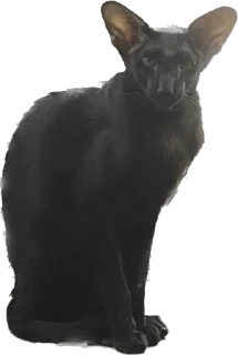 🫡
