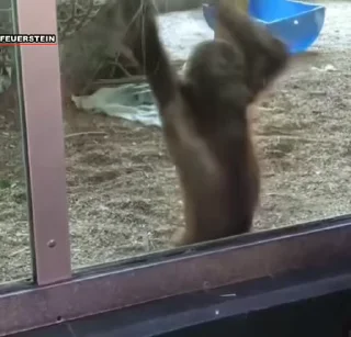 🐒