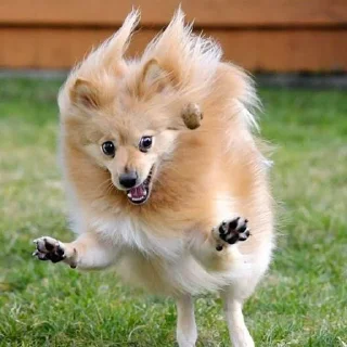 🐶