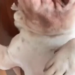 🐩