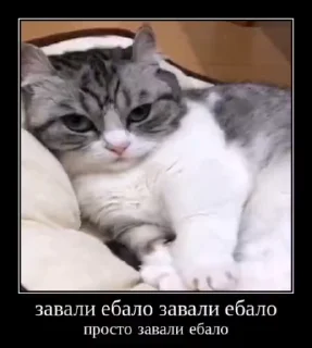 😡