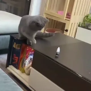 🐈‍⬛️