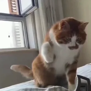 🐈
