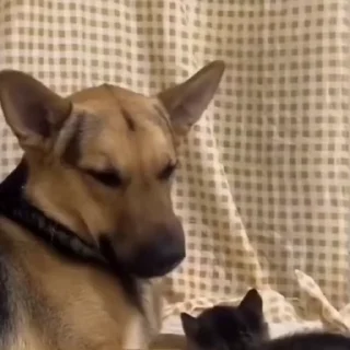 🐩