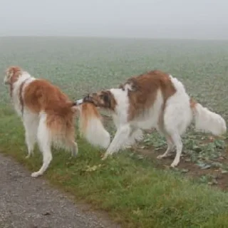 🦷