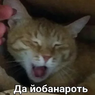 🐈