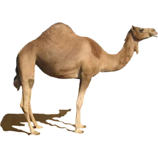 🐪