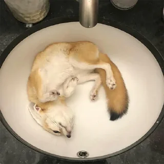 😴