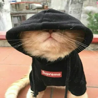 🙈
