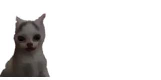 🐈