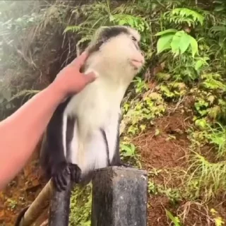 😡