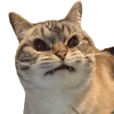 😠