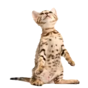 😻