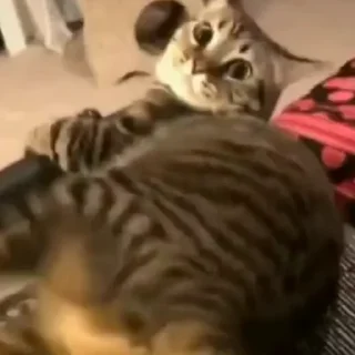 🤩