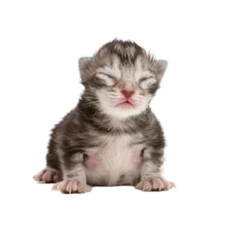 🐱