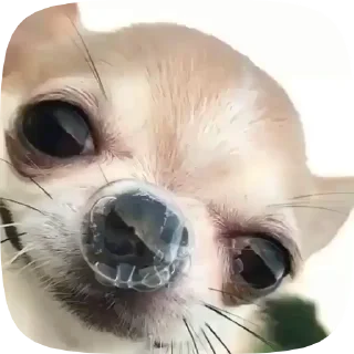 🐶