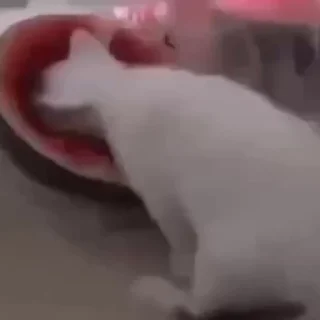 🐱