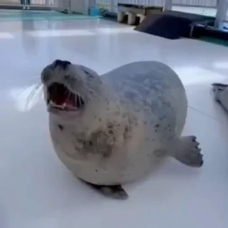 🦭