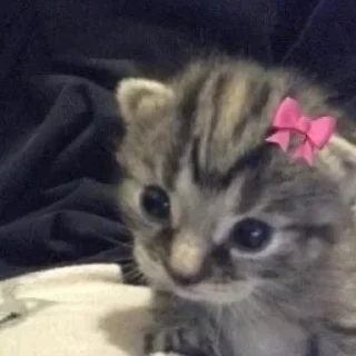 🎀
