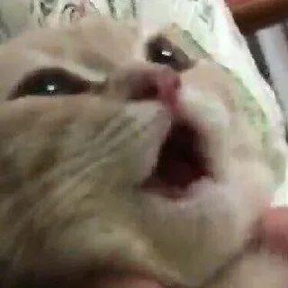 🐈