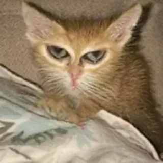 😡