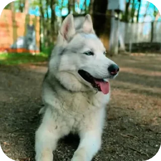 🌟