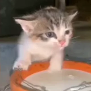 🥛