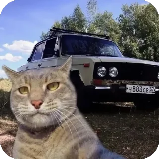 Коты и машины➡️ @stickerubot