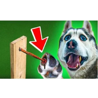 🐶