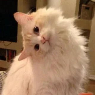 🐈‍⬛