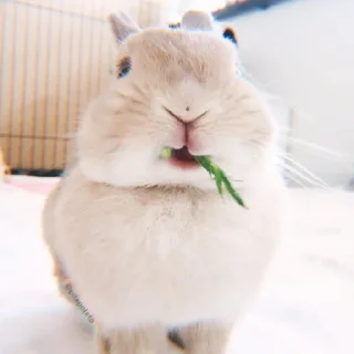 🐰