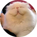 🐱