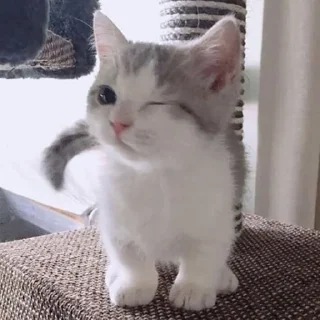 🐱