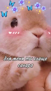 🐰RABBITS🐰 @rabbit_laki