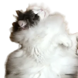 😺