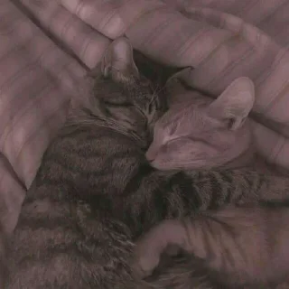 🐈