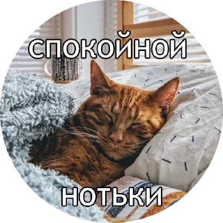 😴