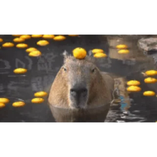🦫