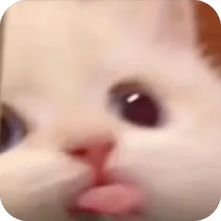 🤪
