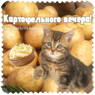 🐱