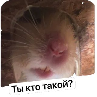 🫥