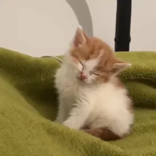 🥺