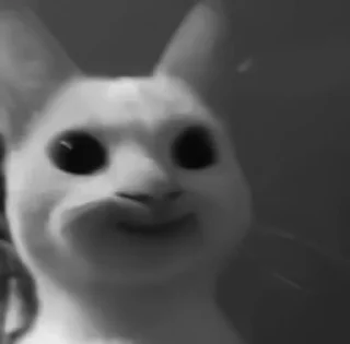 🐈‍⬛️